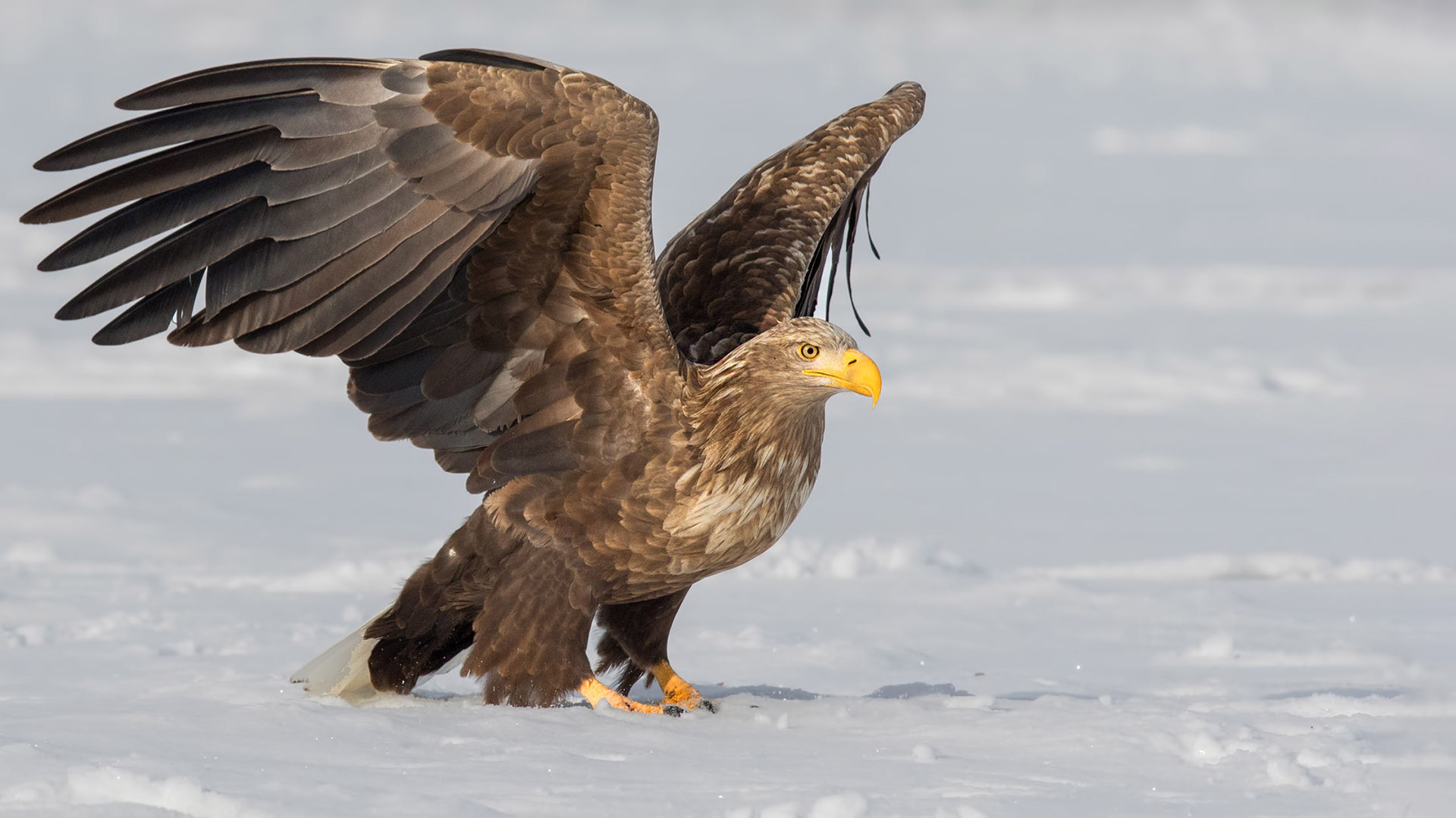 White-tailed Eagle
